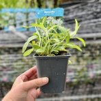 Nezábudka močiarna (Myosotis palustris) ´ALBA´, kont. P9